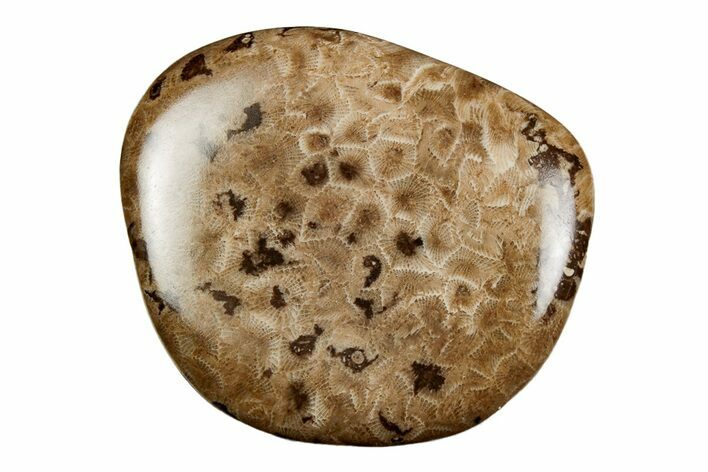 Polished Petoskey Stone (Fossil Coral) - Michigan #197439